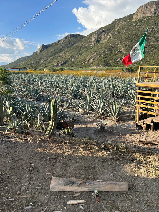 Scenic view of a cactus and agave field in Oaxaca, Mexico, highlighting the vibrant green plants under a clear blue sky, a glimpse into the region’s rich agricultural and cultural heritage.